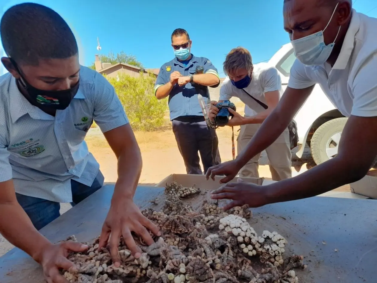 South African law enforcement seizes illegally trafficked Conophytums near the town of Springbok in 2021.