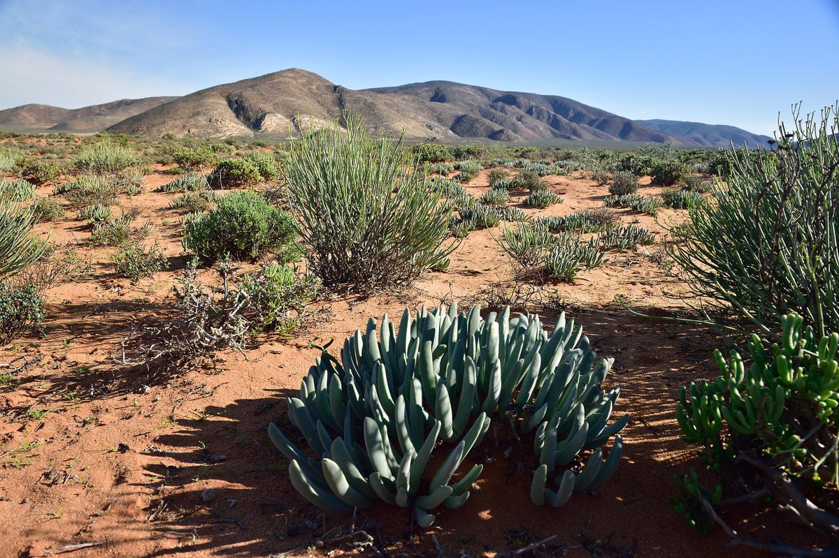 The landscape of the Succulent Karoo in ǀAi-ǀAis/Richtersveld Transfrontier Park, which straddles the border between South Africa and Namibia.