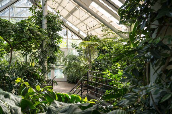 Brooklyn Botanic Garden.