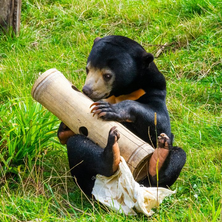 Bornean Sun Bear.