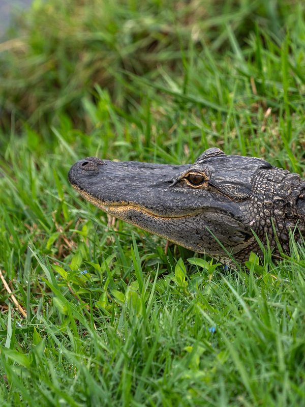 A watchful alligator in repose on the banks of South Creek at Oscar Scherer State Park is a quintessential Florida scene.
