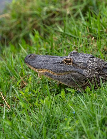 A watchful alligator in repose on the banks of South Creek at Oscar Scherer State Park is a quintessential Florida scene.