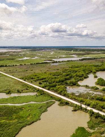 The East Texas Bayou. 