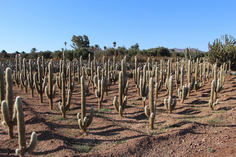 Cactus Thiemann.