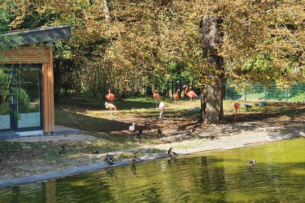 Flamingoweiher