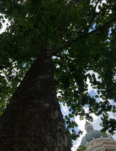Some Indiana trees have even been to the moon.
