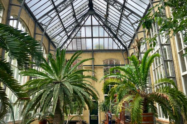 Beautiful palms in an equally beautiful building.