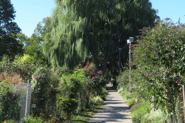 The Frederick Law Olmsted designed Emerald Necklace at The Fenway Victory Gardens.