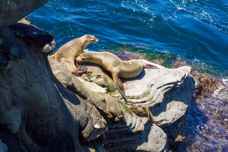 Wildlife at the sea cave 