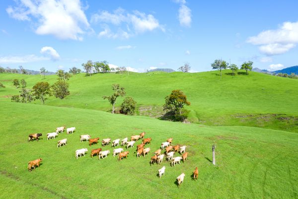 A herd of cattle roam a lush green pasture in Australia, home to several of the world’s largest private landholdings. 