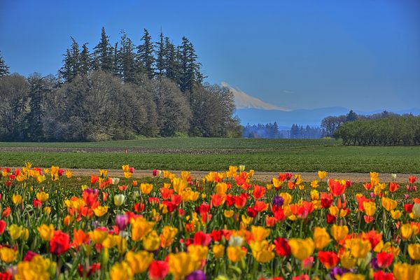 Mt. Hood trying to hide behind the trees at the tulip farm.