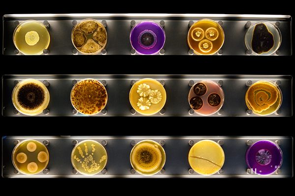 Micropia