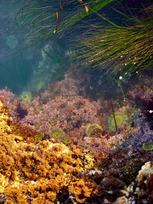 The California seashore is full of wonder.