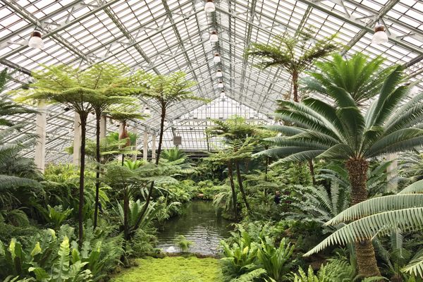 The fern garden. 