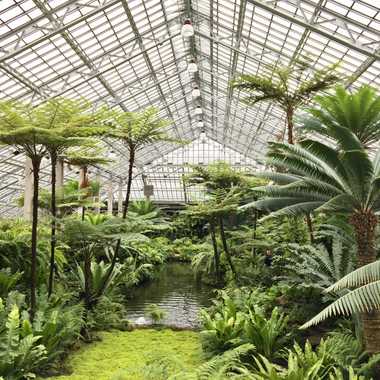 The fern garden. 