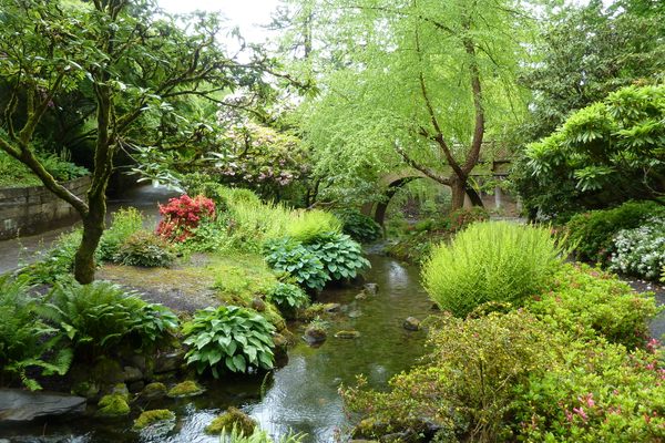The rhododendron garden in May.