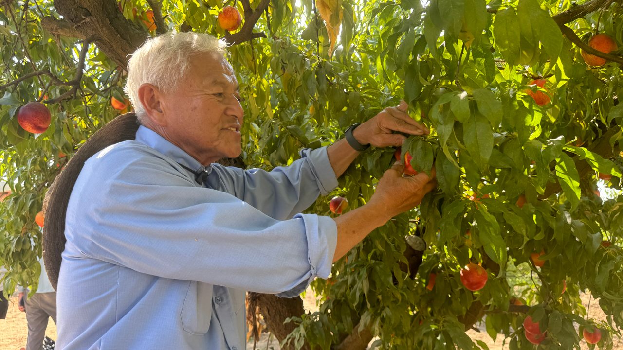 David “Mas” Masumoto’s Adopt-a-Tree program has helped preserve heirloom stone fruit.