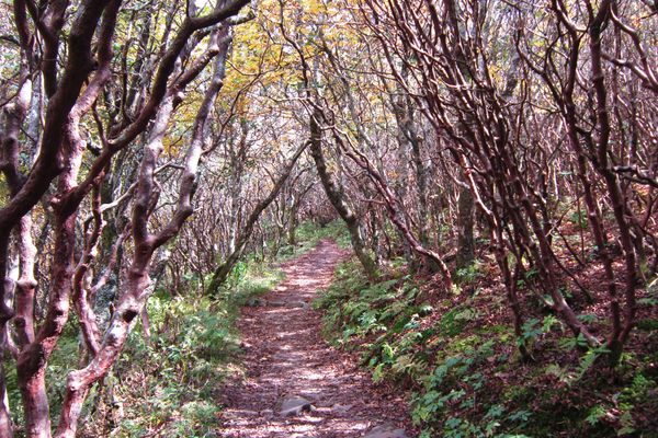 Trail at Craggy.