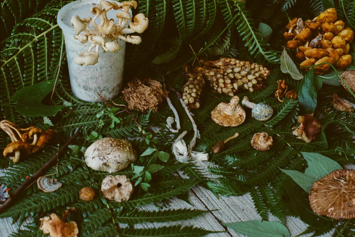 Different types of fungi produce different tones and rhythms, which Nayar blends together to create unique musical compositions.