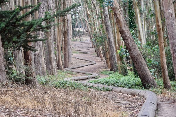‘Wood Line’