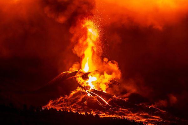 The eruption of a volcano on Spain’s La Palma island took a toll on nearby fish.