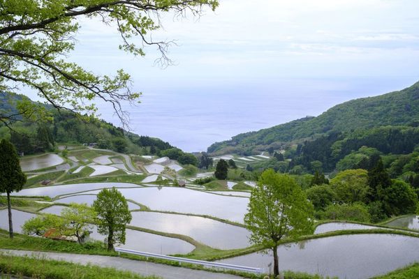 Rice is central to Sado Island’s economy and culture.