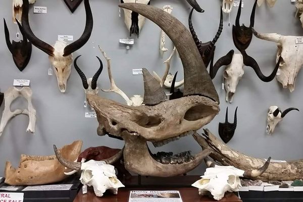 Extinct woolly rhino skull.