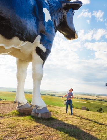 Flat ground, big skies, huge cows.