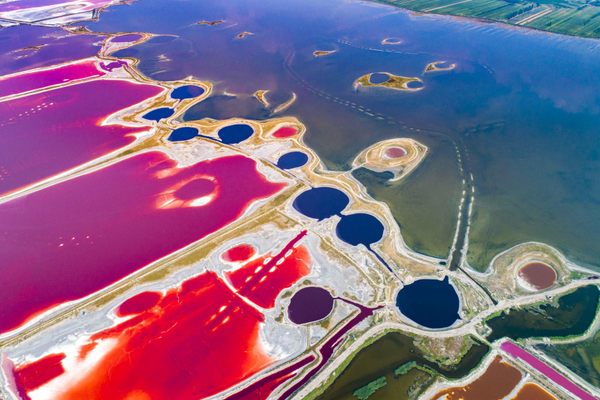 The salt lake becomes colorful in warm temperatures because of algae growth