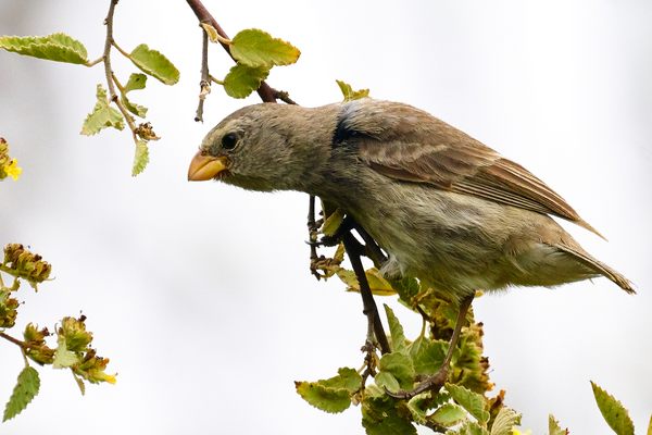 One of Darwin’s finches in the Galapagos.