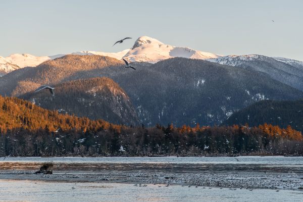 As eulachon arrive in British Columbia’s Nass River, hundreds of hungry birds follow. The spawning fish also attract other predators, such as sea lions and seals.