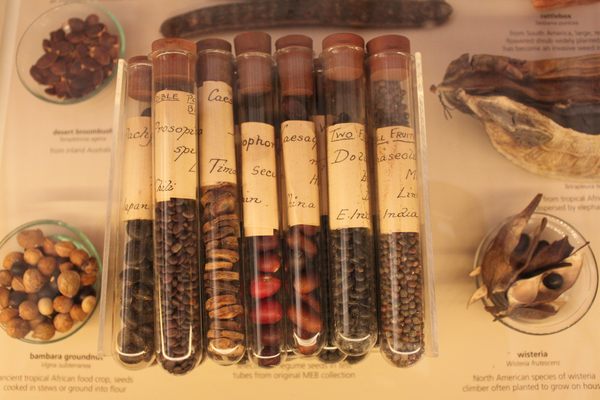Specimens at the museum.