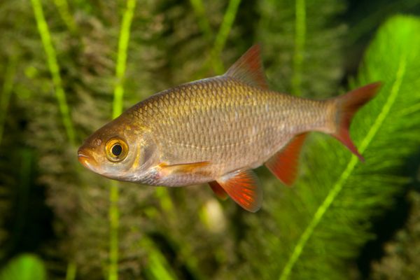 The common rudd is a freshwater fish that can often be spotted waiting on the Fish Doorbell’s video live stream.