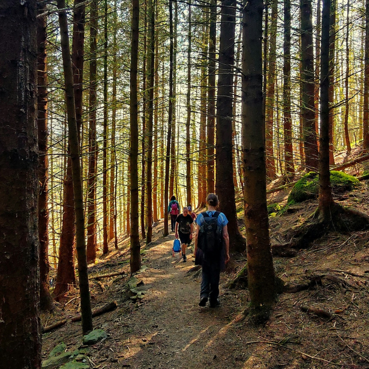 Caledonian Forest rewilding.