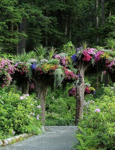 At Glacier Gardens, the tree canopies are flowers in bloom.