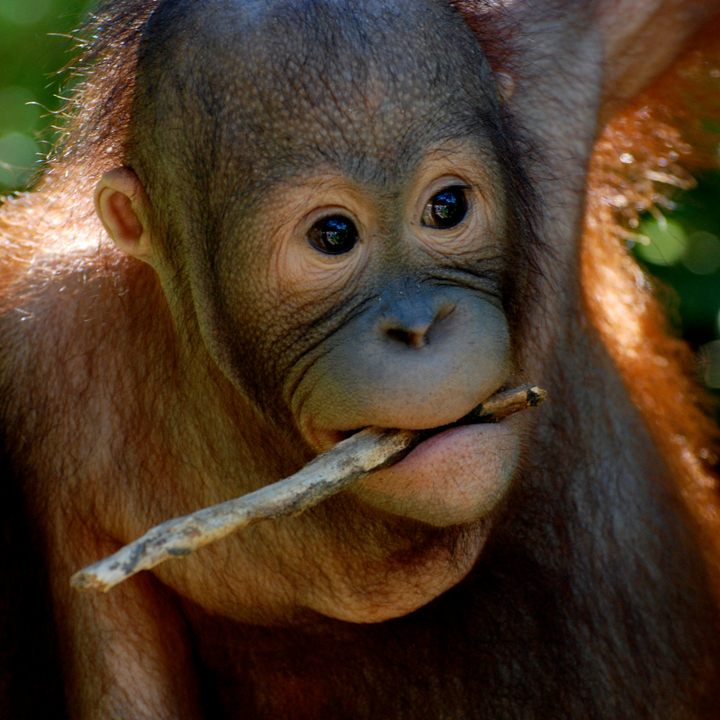 Semenggoh Nature Reserve.