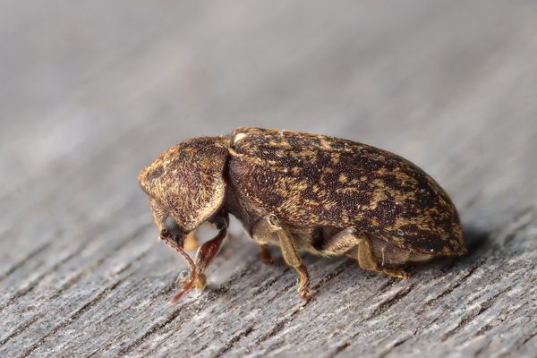The deathwatch beetle found in the United Kingdom, Xestobium rufovillosum, was once considered an omen of death. 