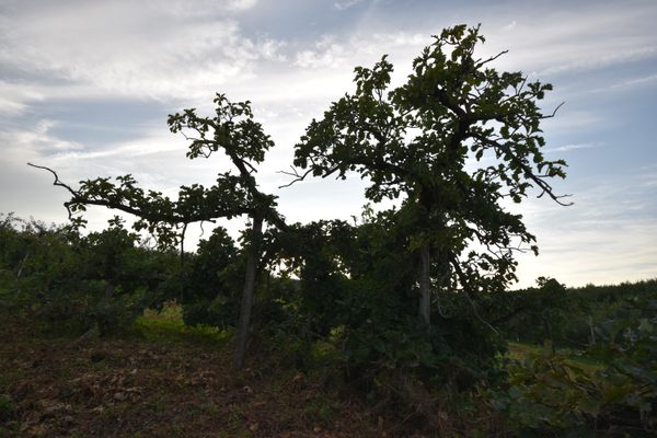 The Demon Oak Tree.