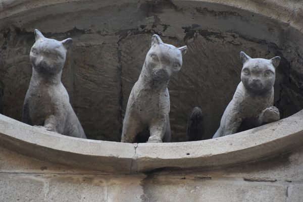 This ones for the lovers… of cats.