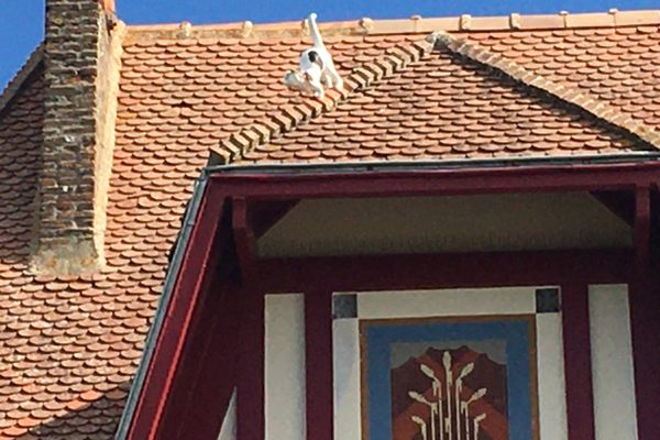 This curious cat is especially dear to locals.
