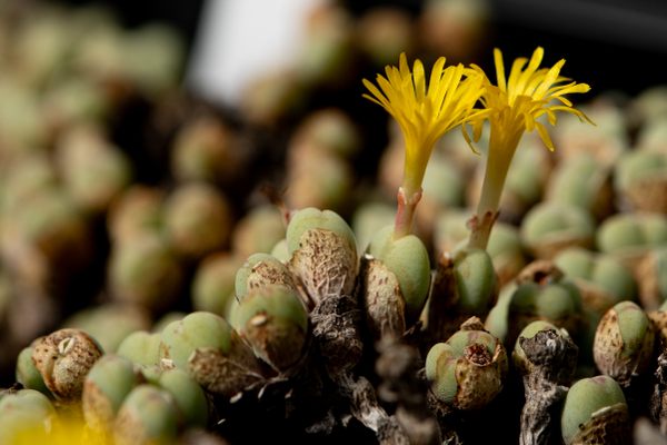 A close-up of an unidentified species of Conophytum with yellow flowers. This is one of many tiny succulent plants that have been confiscated by South African law enforcement.