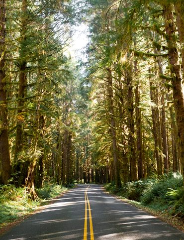 Upper Hoh Road, Olympic National Park, Oregon. 