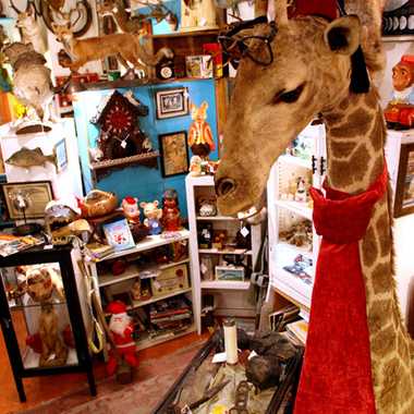 Woolly Mammoth Antiques and Oddities