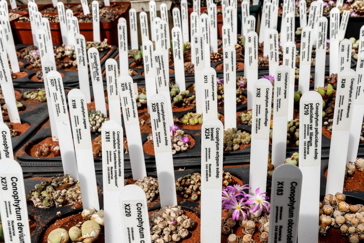 Succulent plants in a greenhouse after being confiscated by South African law enforcement. Labels show the plant's name and the associated criminal case number.