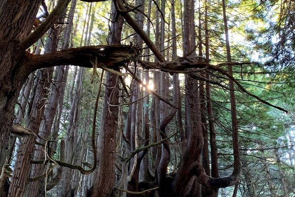 The Enchanted Forest