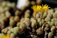 A close-up of an unidentified species of Conophytum with yellow flowers. This is one of many tiny succulent plants that have been confiscated by South African law enforcement.