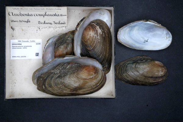 Preserved specimens of depressed river mussels (Pseudanodonta complanata), a species that has nearly disappeared from French waters.