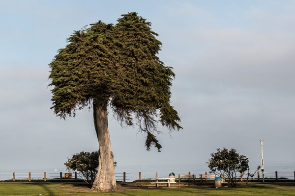 The whimsical cypress in better days.
