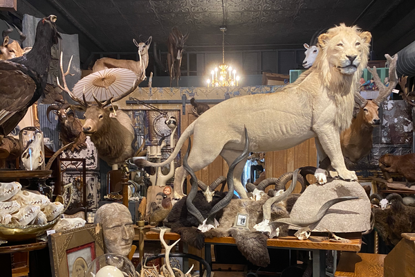 Large taxidermy lion
