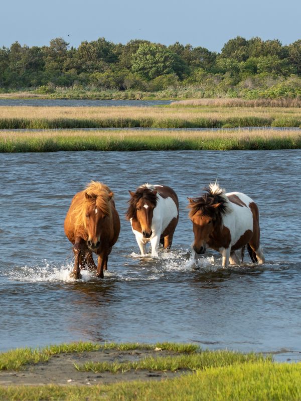 wild horses swim in the waters of Assateague Island National Seashore.